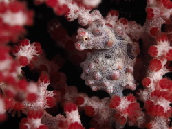 pygmy seahorse taken at Anilao, Batangas, Philipines at d... by Eng Guan Goh 